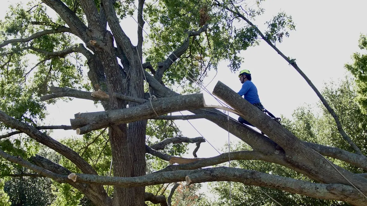 Professional Hazardous Tree Removal performed by certified arborists in Coggon