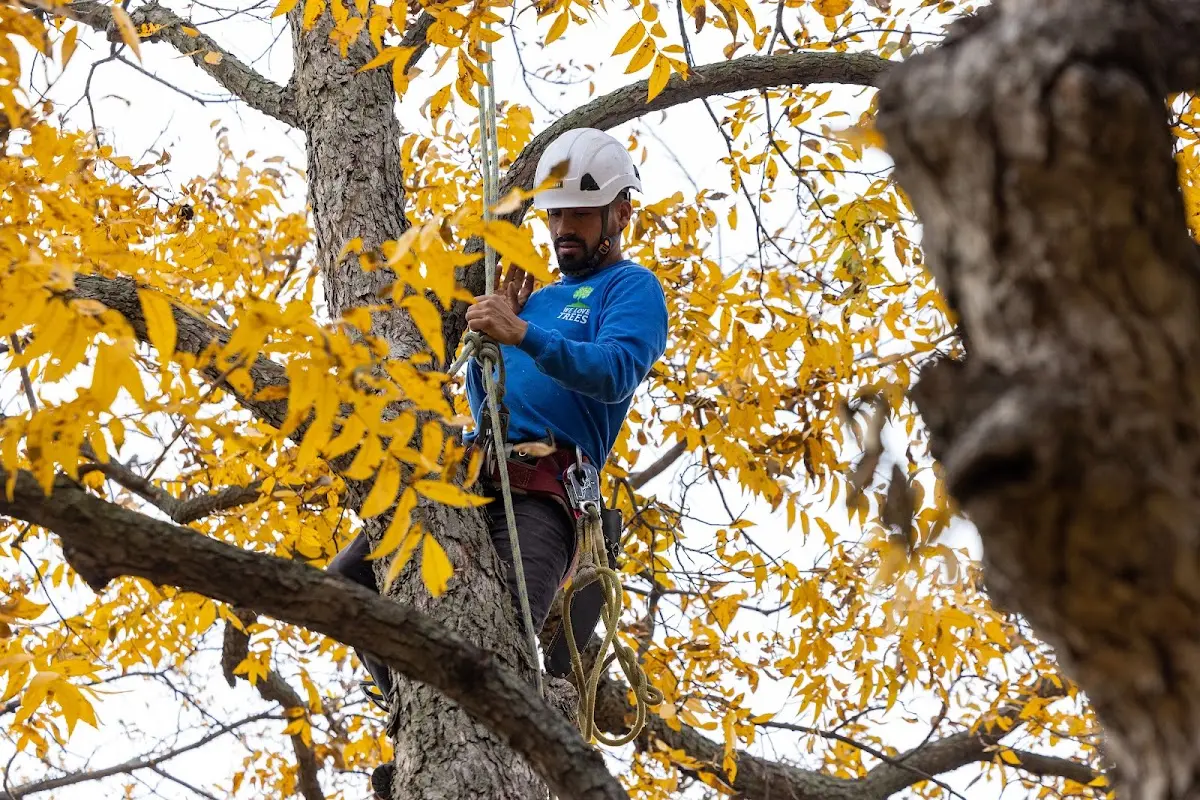 Skilled Storm Damage Cleanup crew working in Coggon
